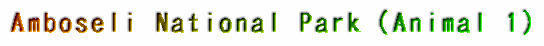 Amboseli National Park�iAnimal 1�j