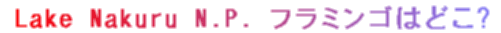 Lake Nakuru N.P. �t���~���S�͂ǂ�?